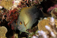 Centropyge vroliki (Pearl-Scaled Angelfish)