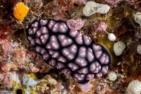 Phyllidiella pustulosa (Pustulose Phyllidia)