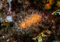 Parasphaerasclera sp.1 (Fuzzy Carrot)