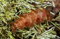 Marionia elongoreticulata (Reticulate Marionia)