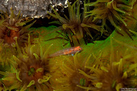 Pleurosicya micheli (Stonycoral Ghostgoby)