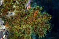 Tubastraea micranthus (Black Sun Coral)