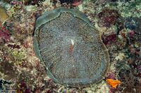 Amplexidiscus fenestrafer (Giant Cup Mushroom Coral)
