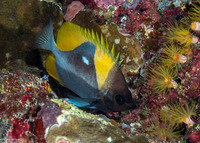 Hemitaurichthys polylepis (Pyramid Butterflyfish)