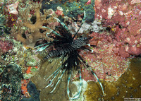 Pterois volitans (Red Lionfish)