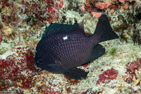 Dascyllus trimaculatus (Threespot Dascyllus)
