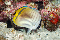 Chaetodon vagabundus (Vagabond Butterflyfish)