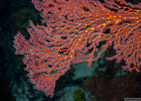 Melithaea sp.1 (Melithaea sp.1)