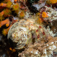 Aniculus erythaeus (Hairy Red Hermit Crab)