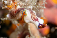 Pseudoceros cf.1 rubrotentaculatus (Pseudoceros cf.1 Rubrotentaculatus)