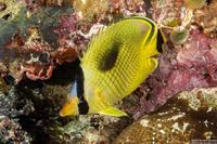Chaetodon rafflesii (Latticed Butterflyfish)