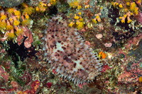 Stichopus noctivagus (Nocturnal Sea Cucumber)