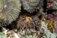 Saron sp.1 (Marbled Shrimp)