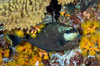 Naso vlamingii (Bignose Unicornfish)