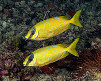 Siganus puellus (Masked Rabbitfish)