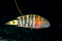 Cheilinus fasciatus (Redbreasted Wrasse)