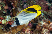 Chaetodon lineolatus (Lined Butterflyfish)