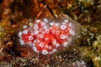 Nausithoe punctata (Crown Jellyfish)