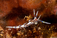 Caloria indica (Indian Caloria)