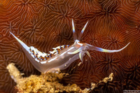 Caloria indica (Indian Caloria)