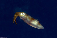 Sepioteuthis lessoniana (Bigfin Reef Squid)