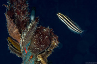 Petroscirtes breviceps (Shorthead Fangblenny)