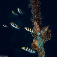 Petroscirtes breviceps (Shorthead Fangblenny)