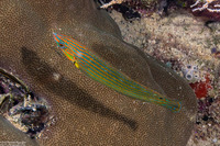 Halichoeres melanurus (Pinstriped Wrasse)