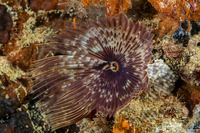 Sabellastarte spectabilis (Common Feather Duster Worm)