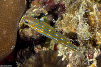 Halichoeres melanurus (Pinstriped Wrasse)