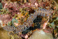 Pteraeolidia semperi (Blue Dragon Nudibranch)