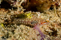 Eviota storthynx (Storthynx Dwarfgoby)