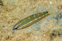 Halichoeres melanurus (Pinstriped Wrasse)