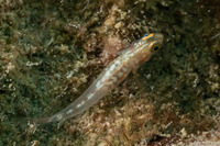 Pleurosicya mossambica (Common Ghostgoby)