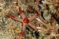 Fromia monilis (Peppermint Sea Star)