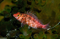 Cirrhitichthys oxycephalus (Pixy Hawkfish)