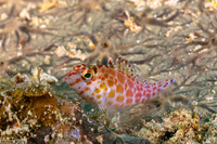 Cirrhitichthys oxycephalus (Pixy Hawkfish)