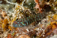 Eviota prasina (Rubble Dwarfgoby)