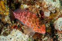 Cirrhitichthys oxycephalus (Pixy Hawkfish)