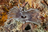 Sabellastarte sp.1 (Feather Duster Worm)