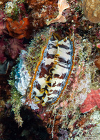 Spondylus varius (Variable Thorny Oyster)