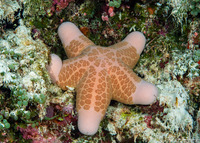 Choriaster granulatus (Granular Sea Star)