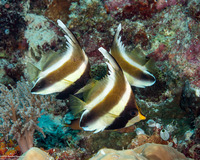 Heniochus chrysostomus (Pennant Bannerfish)