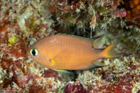 Chromis atripes (Darkfin Chromis)
