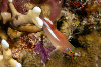 Paracirrhites arcatus (Arc-Eye Hawkfish)