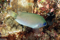 Pomacentrus reidi (Reid's Damsel)