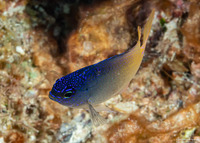 Chrysiptera caesifrons (Duskyback Damsel)