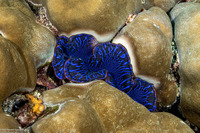 Tridacna crocea (Boring Giant Clam)