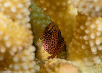 Trapezia tigrina (Red-Spotted Guard Crab)