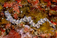 Pteraeolidia semperi (Blue Dragon Nudibranch)